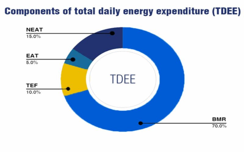 TDEE Calculator 3